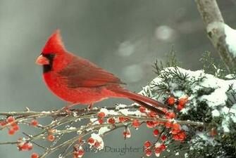 Cardinal Bird In Snow