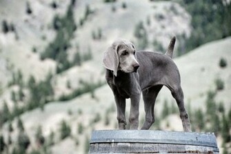 Weimaraners Wallpaper