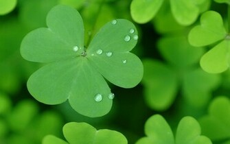 Copyright St Patrick S Day Powered By Wordpress