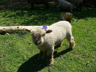 SoutHDown Sheep Desktop Wallpaper