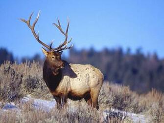Wallpaper Elk
