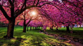 Spring Flowers Scenery Wallpaper