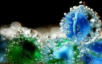 Macro Photography Wallpaper