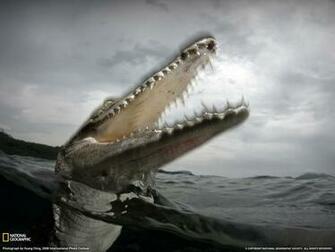 Saltwater Crocodile Photo Animals Picture National Geographic