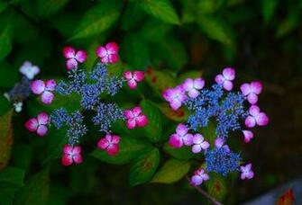Wallpaper Hydrangea Flowers Macro