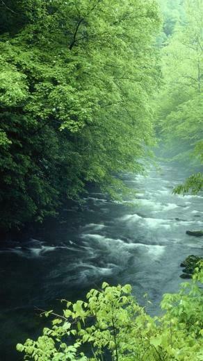Rivers National Park Great Smoky Mountains Wallpaper