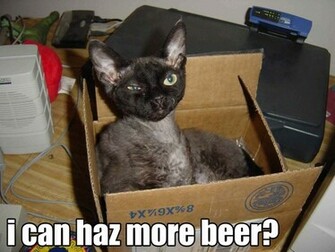 Not So Lol Cats Episode Its