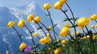 Wildflower Wallpaper