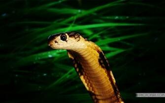 King Cobra Snake Wallpaper