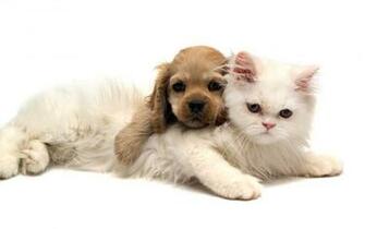Cute Dog And Cat Wallpaper Net