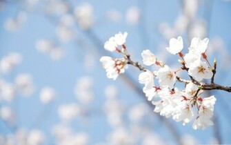 Spring Background