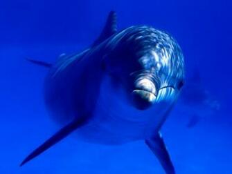Aquatic Curiosity Bottlenose Dolphin Ocean Life Photography Desktop