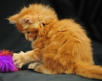 Lol Wallpaper Resolution Cat Coon Cats Apple