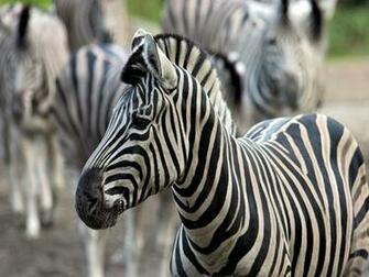 Zebra Pictures Baby Wallpaper Photos