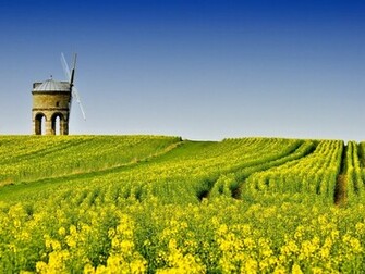 Canola Flower Garden Desktop HD Wallpaper