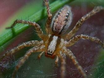 Spooky Spider Wallpaper