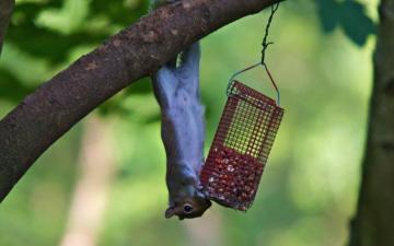 Akrobat Sincap Acrobat Squirrel Wallpaper