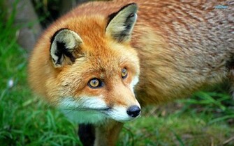 HD Wallpaper Fennec Fox