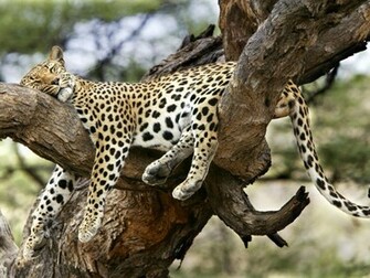 Big Cat On A Tree Desktop Wallpaper