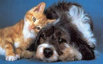 Cat And Dog Wallpaper