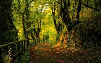 Walking Path This Wonderfull Photography Is Presented In The Forest