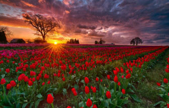 Wallpaper Field The Sun Rays Sunset Spring Evening