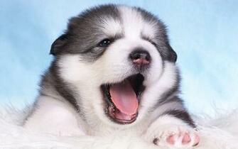 Alaskan Malamute Wallpaper Widescreen HD Wallpaper13