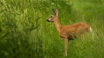 Deer HD Wallpaper Background