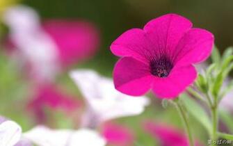 Widescreen Nature Flowers Flowering Plants Wallpaper