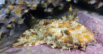 Wobbegong My5j46wgcc8vee43 Wallpaper