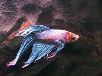 Betta Fish HD Wallpaper Desktop Background