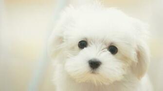 Animal HD Wallpaper 1080p Widescreen