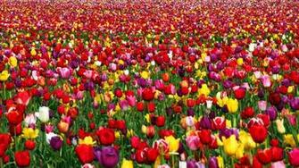 Tulip Field Wallpaper HD Pw