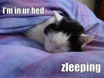 Lol Cats Cat Humor Funny Wallpaper