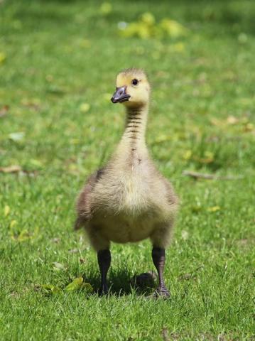 Cute Duckling Wallpaper iPhone Android Desktop Background