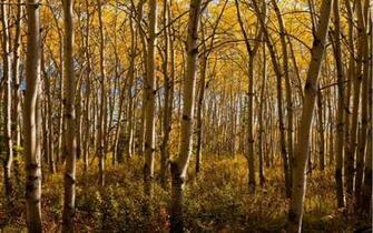Wallpaper Collection Murals Boreal Forest Mural