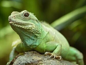 Lizard Wallpaper