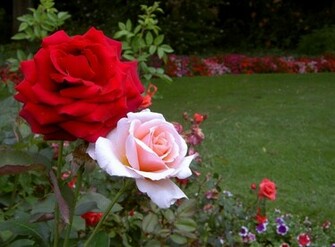 Rose Flower Garden HD Wallpaper Image Pictures Tattoos