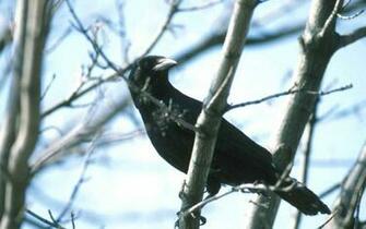 HD Wallpaper Pics Crow