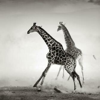 Black And White Animal Wallpaper