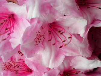 Beautiful Pink Flower Petals Flowers And Nature Computer Desktop