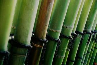 Bamboo Wallpaper HD Topwallpaper