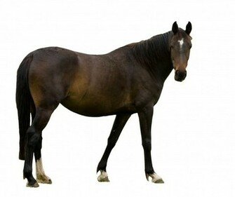 Horse Isolated White Background Stock Photo Public Domain