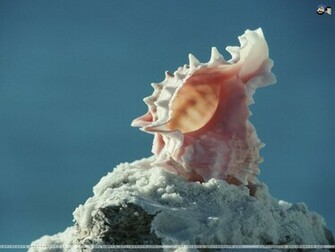 Seashells Wallpaper