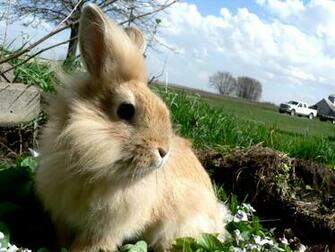 Rabbits Image Bunnies HD Wallpaper And Background Photos