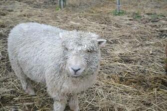 SoutHDown Sheep Wide Wallpaper