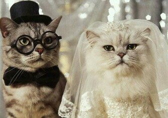 Funny Cat Wallpaper Desktop Animal