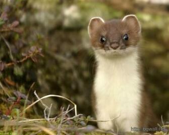 Awesome Stoat Macro Animal Wallpaper