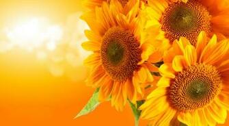 Resolution Photo Of Flowers Sunflowers Wallpaper Seeds Yellow