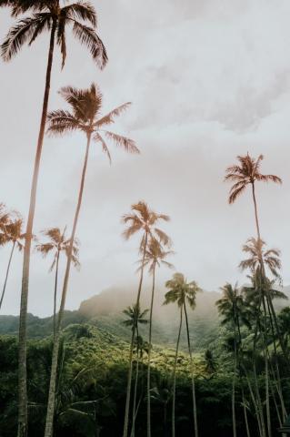 Tropical Wallpaper HD Hq